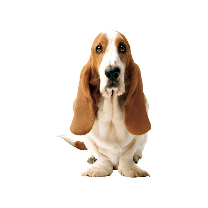 Hush Puppies