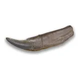 치골
