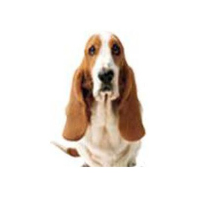 Hush Puppies