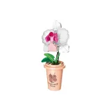 밀크 티 컵 Phalaenopsis