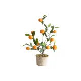 Kumquat 식물