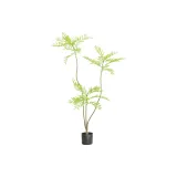 블루 바우히니아 Bonsai-미디엄