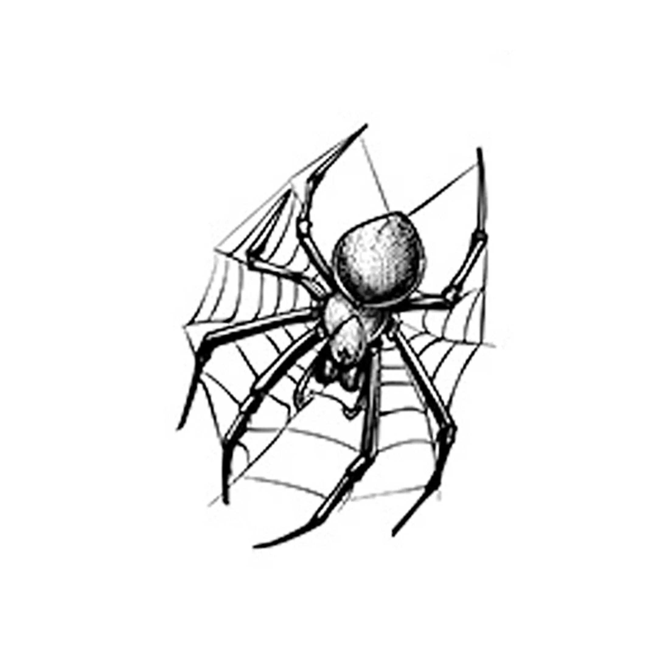 LIEJI Паук Web План I Травяной Татуировочный Наклейка