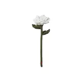 피오니/화이트, 싱글 스텝
